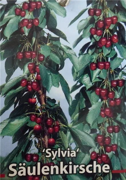 Prunus avium Säulenkirsche 