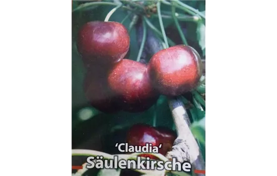 Prunus avium Säulenkirsche \