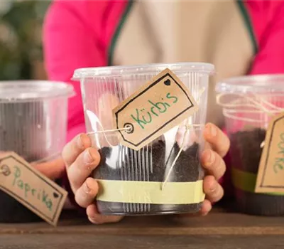 Mini-Gewächshaus – mit Plastik etwas Gutes tun Mini-Gewächshaus – mit Plastik etwas Gutes tun