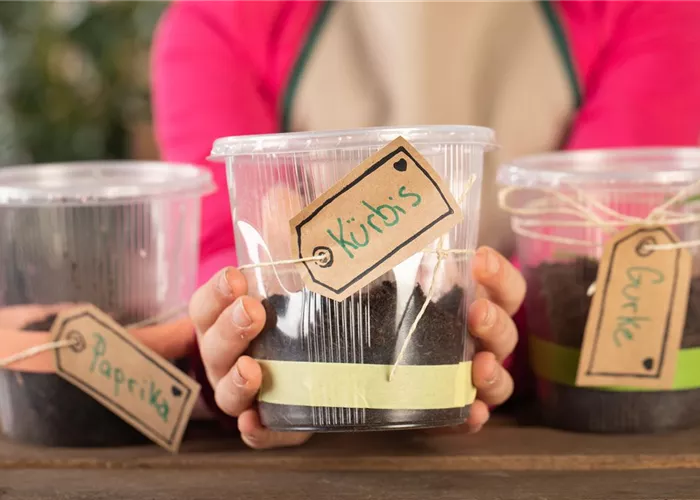 Mini-Gewächshaus – mit Plastik etwas Gutes tun Mini-Gewächshaus – mit Plastik etwas Gutes tun