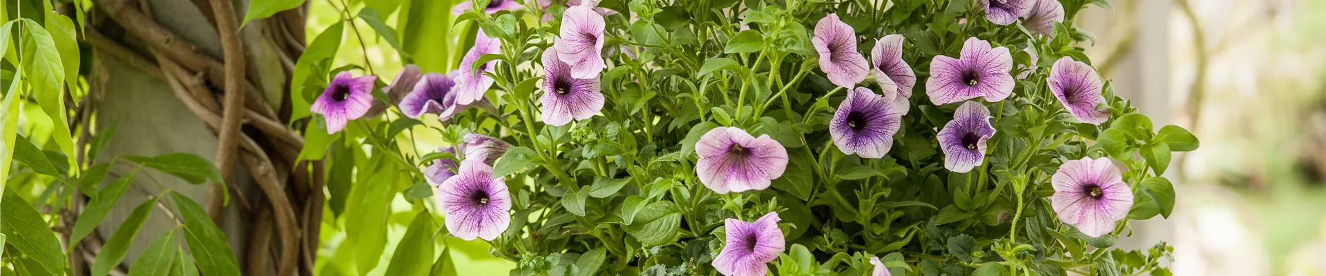 Petunia, zweifarbig Petunia, zweifarbig