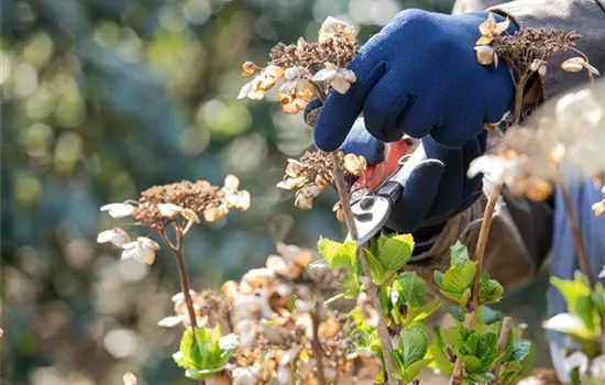 Alte Blütenstände machen Platz für neue Blüten Alte Blütenstände machen Platz für neue Blüten