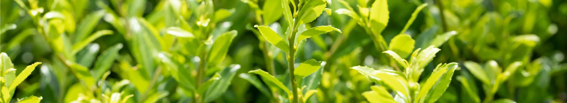 Ilex crenata 'Twiggy'