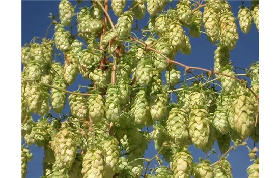 Humulus lup. "Golden Princess"(R)(S) - Lizenzsorte Humulus lup. "Golden Princess"(R)(S) - Lizenzsorte