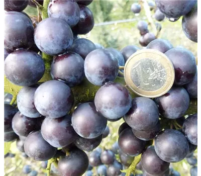 Prunus spinosa "Gulliver" Prunus spinosa "Gulliver"