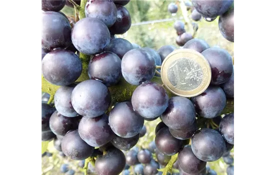 Prunus spinosa "Gulliver" Prunus spinosa "Gulliver"