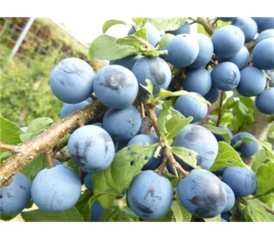 Prunus spinosa "Mops" Prunus spinosa "Mops"