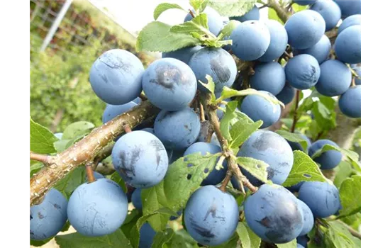 Prunus spinosa "Mops" Prunus spinosa "Mops"