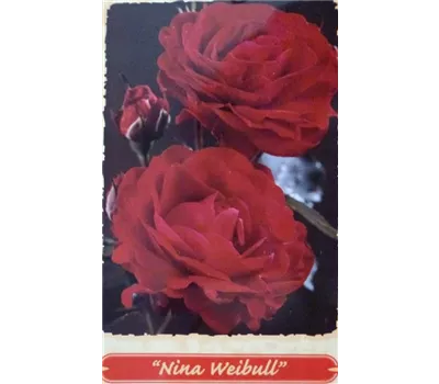 Beetrose "Nina Weibull"