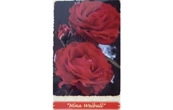 Beetrose "Nina Weibull"