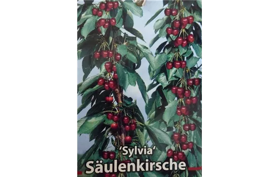 Prunus avium Säulenkirsche "Silvia"
