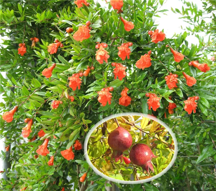 Seedeo Granatapfelbaum ‚Crimson Sky‘ Ca. 15 Cm - Winterharte Kübelpflanze Mit Roten Früchten