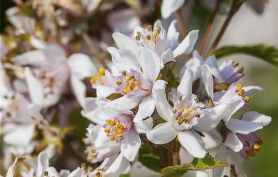 Deutzia kalmiiflora Deutzia kalmiiflora