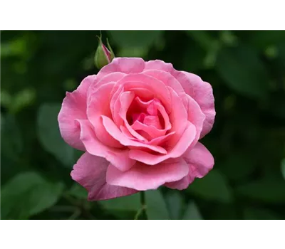Beetrose "The Queen Elisabeth R."(R)