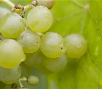 Vitis vinifera Weinrebe "Romulus"