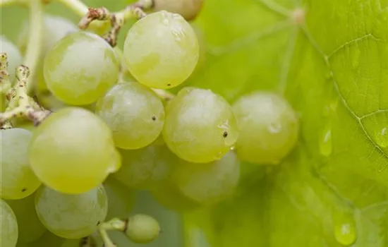 Vitis vinifera Weinrebe "Romulus"