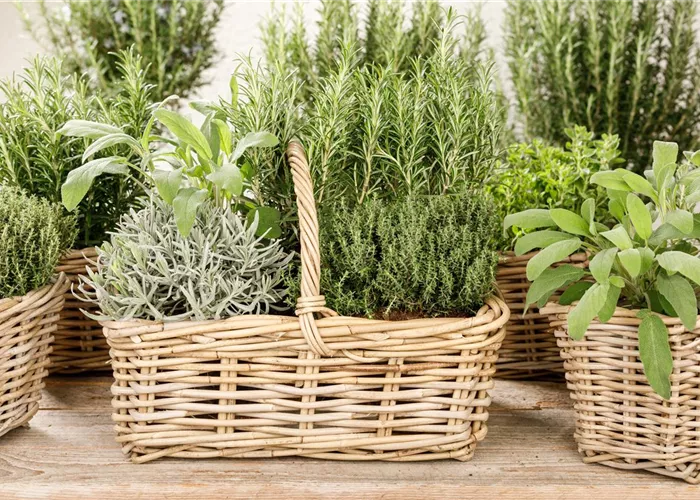 Kräutergarten – Anregungen und Gestaltungshinweise Kräutergarten – Anregungen und Gestaltungshinweise