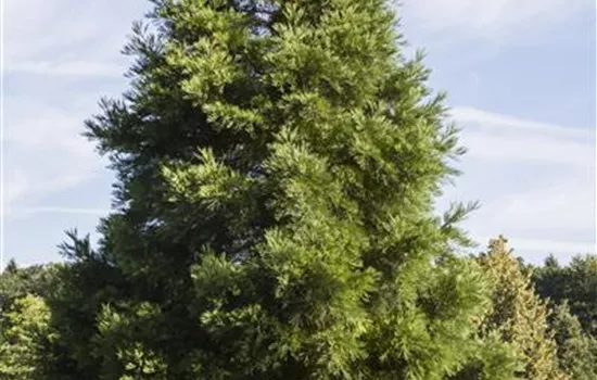 Sequoiadendron giganteum Sequoiadendron giganteum