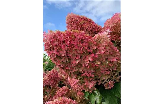 Hydrangea paniculata "Pinkachu"(R) Hydrangea paniculata "Pinkachu"(R)