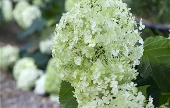 Hydrangea arborescens "Annabelle"
