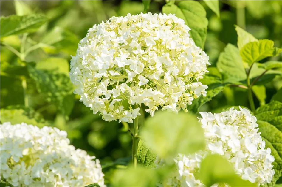 indianernessel dngen Monarden l bio (Indianernessel) aus Frankreich  therisches l   ESSENCE-PUR