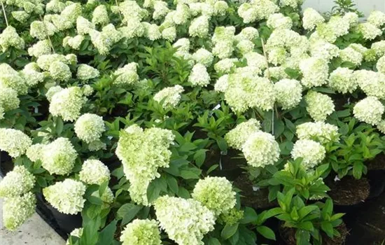 Hydrangea paniculata "Little Fresco" (R) Hydrangea paniculata "Little Fresco" (R)