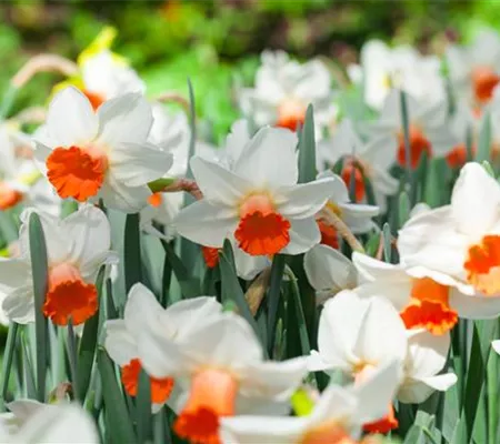 Alpenveilchen als Highlight in Haus und Garten Alpenveilchen als Highlight in Haus und Garten