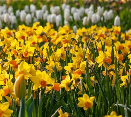 Alpenveilchen pflanzen und bunte Blüten bewundern Alpenveilchen pflanzen und bunte Blüten bewundern