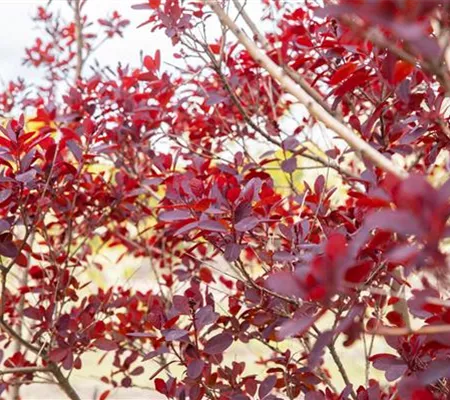 Ameise, Blattlaus und Co. – Laubgehölze vor Schädlingen schützen