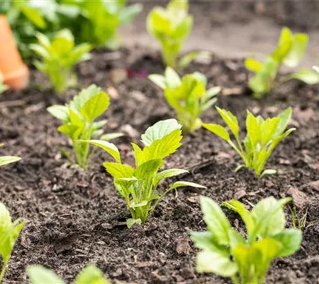 Aromatische Gartengestaltung mit Gemüse und Kräutern