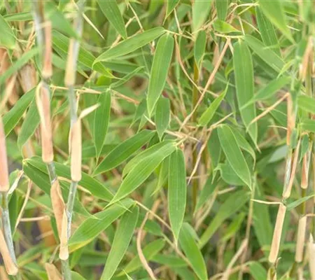 Begleitpflanzen für Bambus, die ihn in Szene setzen Begleitpflanzen für Bambus, die ihn in Szene setzen
