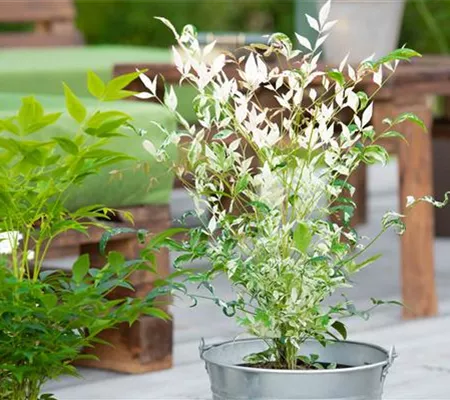 Bambus pflegen und Garten und Balkon verschönern Bambus pflegen und Garten und Balkon verschönern