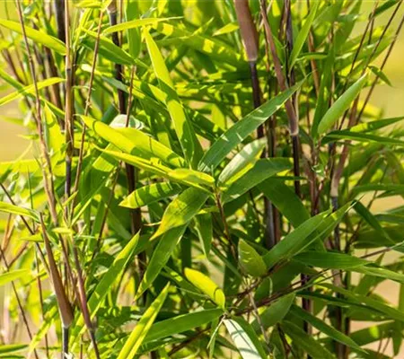 Bambus zurückschneiden und die asiatische Schönheit pflegen