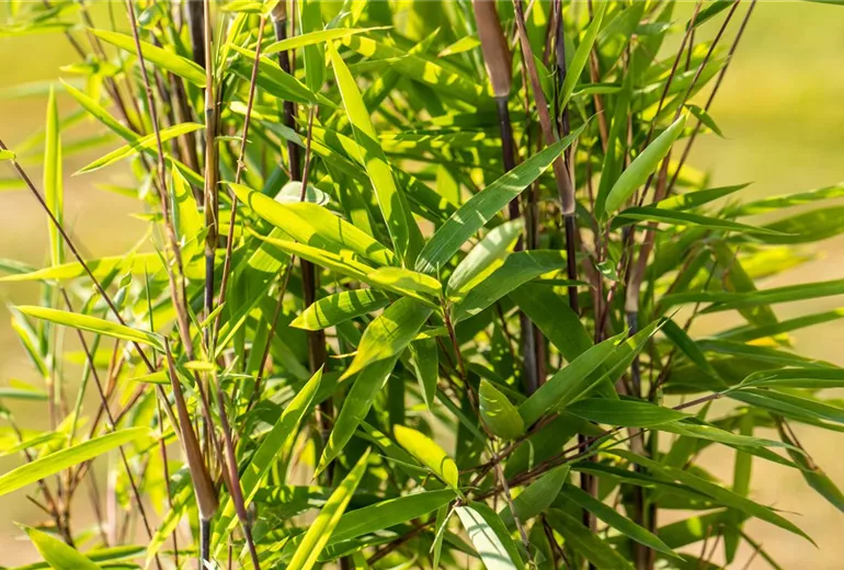 Fargesia nitida 'Black Pearl'