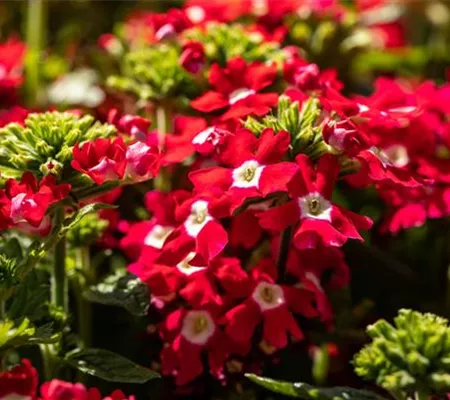 Beet und Balkon gestalten und für ein Farbenmeer sorgen