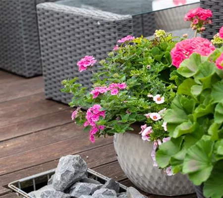 Beet- und Balkonpflanzen – Die schönsten Kandidaten Beet- und Balkonpflanzen – Die schönsten Kandidaten