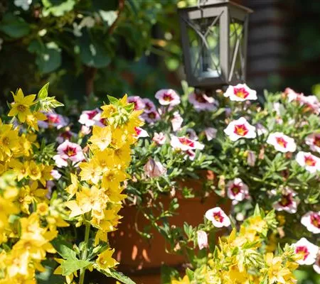 Beet- und Balkonpflanzen kaufen ist immer eine gute Idee Beet- und Balkonpflanzen kaufen ist immer eine gute Idee