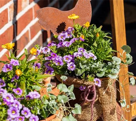 Beet- und Balkonpflanzen pflegen und bunte Blüten bewundern Beet- und Balkonpflanzen pflegen und bunte Blüten bewundern