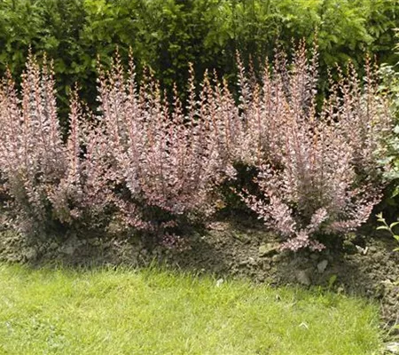 Berberitzen bereichern den Garten in jeder Hinsicht Berberitzen bereichern den Garten in jeder Hinsicht