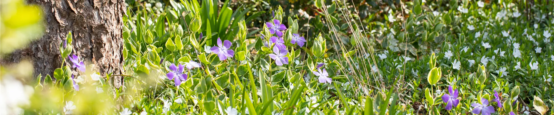Vinca major