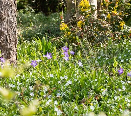 Bodendecker als grüner und blühender Gartenteppich