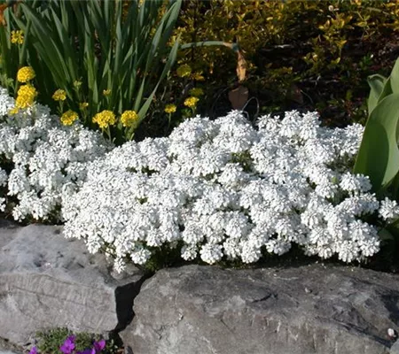 Bodendecker pflanzen und den Garten begrünen