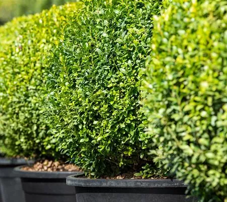 Buchsbaum pflanzen und pflegen lohnt sich 