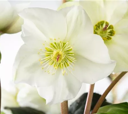 Christrosen im Garten als Blütenhighlight im Winter