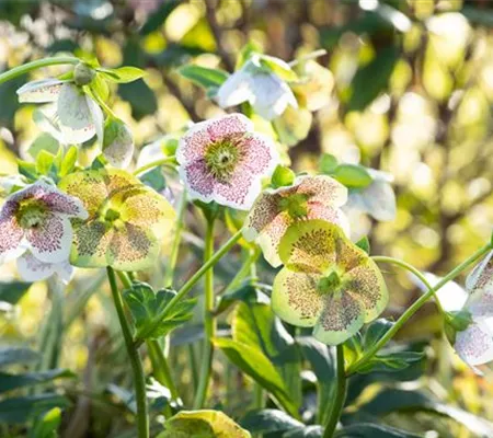 Christrosen pflanzen und für elegante Blüten sorgen