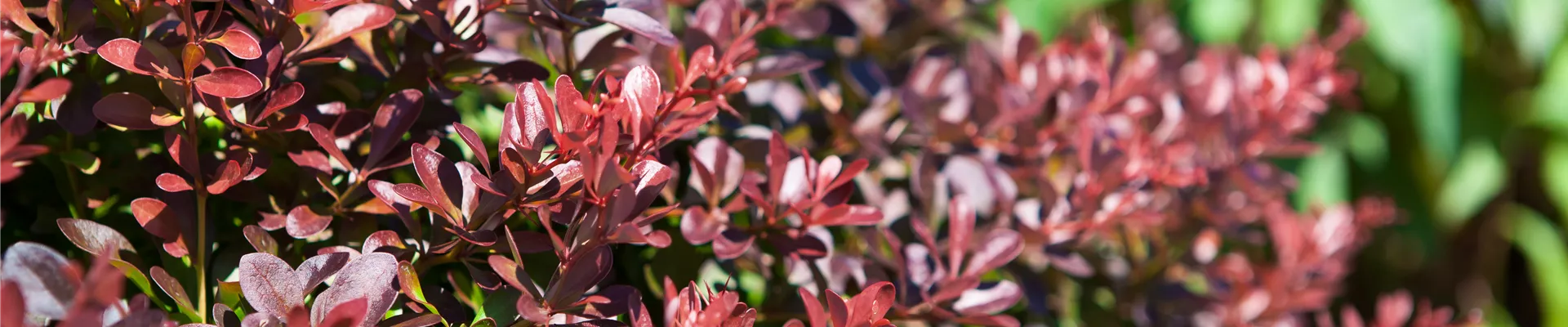 Berberis thunbergii 'Atropurpurea Nana' Berberis thunbergii 'Atropurpurea Nana'