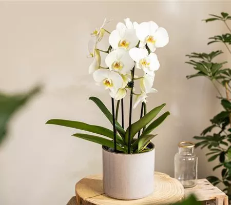 Die beliebtesten Orchideen für echte Pflanzenfans