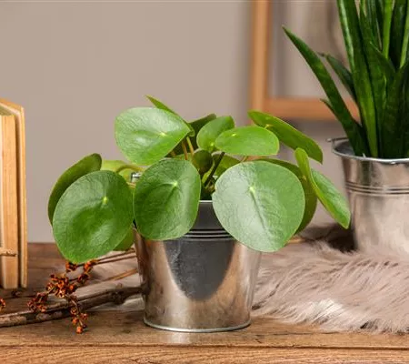 Die besonderen Eigenschaften von Zimmerpflanzen kennenlernen