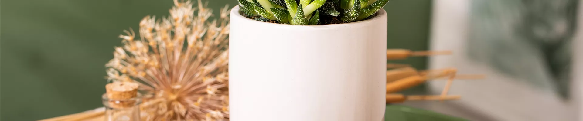 Haworthia attenuata var. radula