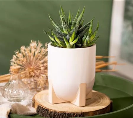 Die einmaligen Besonderheiten von Kakteen und Sukkulenten 